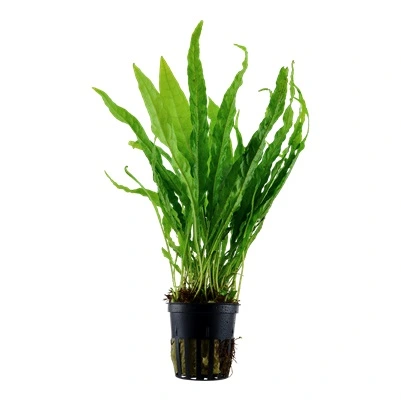 Tropica Akvarieplante i potte Microsorum pteropus